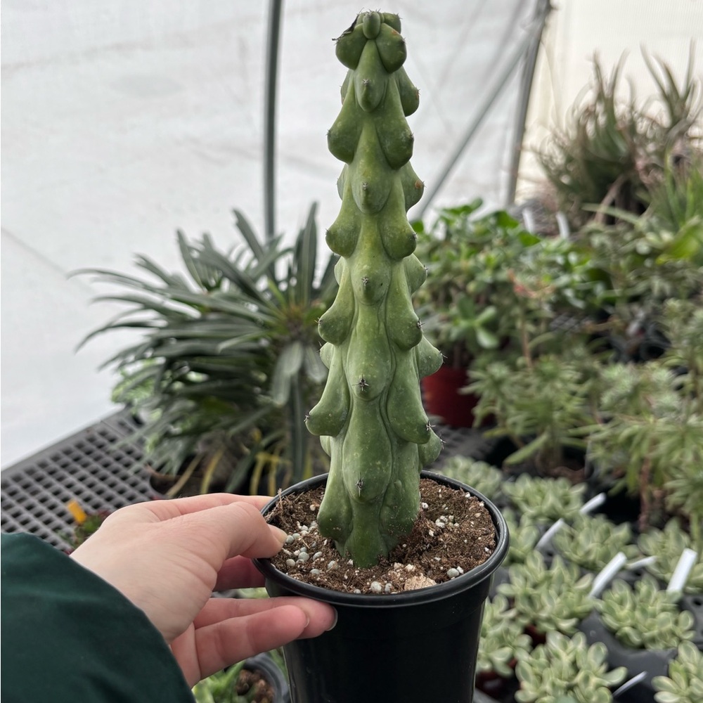 “Boobie” cactus
